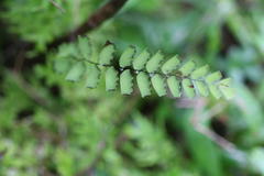 Adiantum philippense